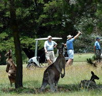 Glen Innes Golf Club - Pubs Melbourne