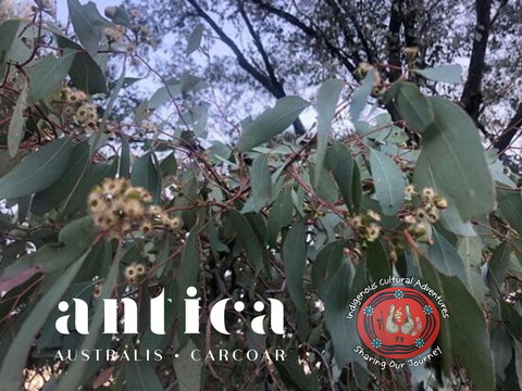 Antica Australis - Winter Fire Festival - Pubs Melbourne 0