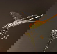 Dragonfly Discovery - Pubs Melbourne