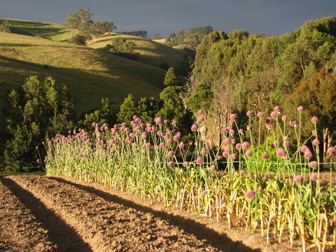 Meeniyan Garlic Festival - Pubs Melbourne 1