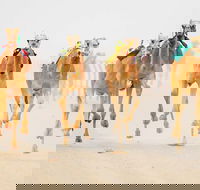 The Quirindi Camel Cup - Pubs Melbourne