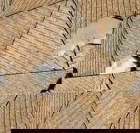 WA Now  Tom Mller Monolith Scores - Virtual Exhibition - Pubs Melbourne