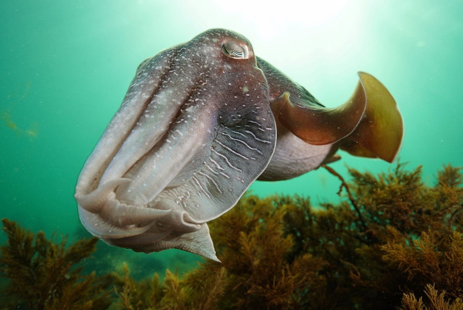 Whyalla Dc SA Pubs Melbourne