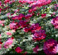 2020 Woolmers Estate Festival of Roses - Pubs Melbourne