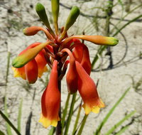 Australian flora past present and future - Pubs Melbourne