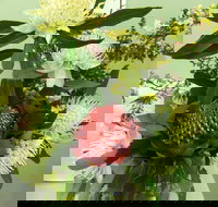 Blackheath Flower and Craft Show - Pubs Melbourne