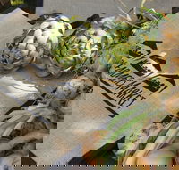 Blayney Farmers' Market - Pubs Melbourne