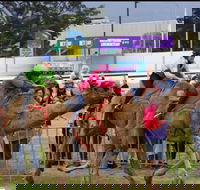 Camel Races at Gosford Showgrounds - Pubs Melbourne