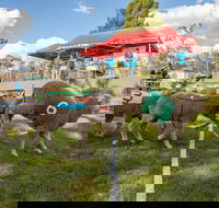 Caragabal Sheep Races - Pubs Melbourne