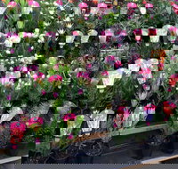 Culburra Beach Monthly Markets - Pubs Melbourne