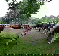 Dorrigo Agricultural Show - Pubs Melbourne