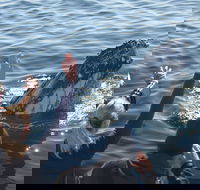 Eden Whale Festival - Pubs Melbourne