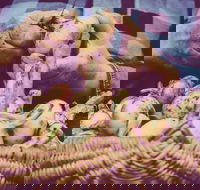 Grafton Farmers Market - Pubs Melbourne