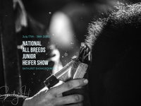 National All Breeds Junior Heifer Show