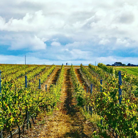 Peter Teakle Wines - Pubs Melbourne 1