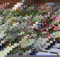 Sapphire Coast Orchid Club Spring Orchid Show - Pubs Melbourne