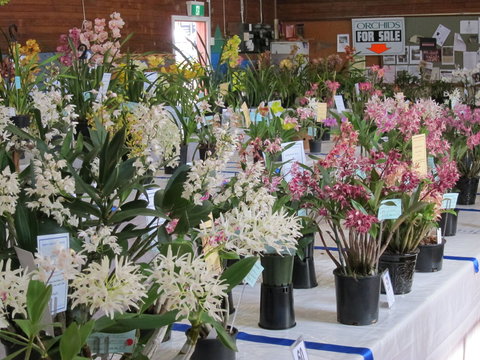 Sapphire Coast Orchid Club Spring Orchid Show - Pubs Melbourne 0