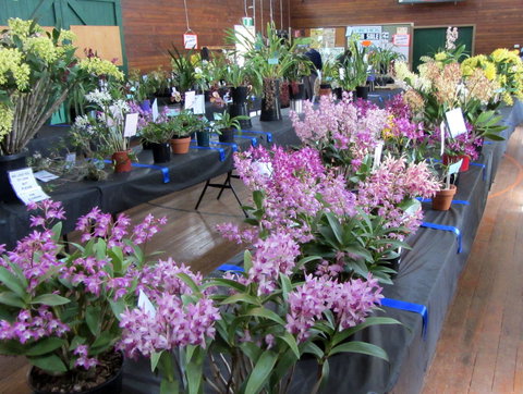 Sapphire Coast Orchid Club Spring Orchid Show - Pubs Melbourne 1