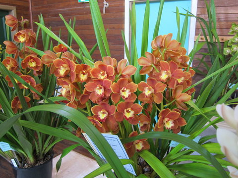 Sapphire Coast Orchid Club Spring Orchid Show - Pubs Melbourne 2