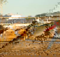 Walgett Charity Bushman's Carnival Rodeo and Campdraft - Pubs Melbourne