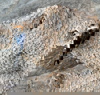 2020 Katherine Bird Festival - Pubs Melbourne