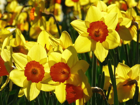 Daffodils At Rydal - Pubs Melbourne 1