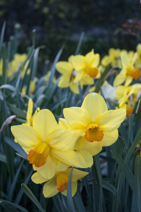 Daffodils At Rydal - Pubs Melbourne 2