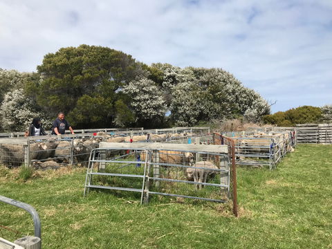 Flinders Island Show - Pubs Melbourne 1
