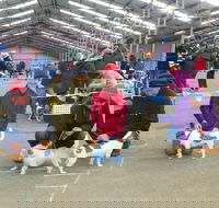 Hamilton Jack Russell Terrier and Hunting Dog Show - Pubs Melbourne
