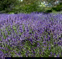 Lavender Herb and Chilli Festival - Pubs Melbourne