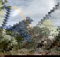 Lost Sanctuary at Healesville Sanctuary - Pubs Melbourne