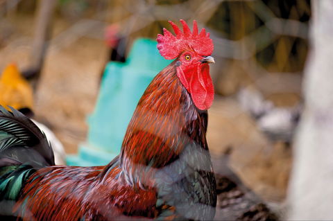 Nimbin Show - Pubs Melbourne 0
