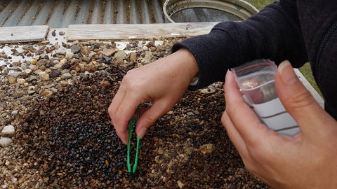 The Minerama Fossicking, Gem And Jewellery Show - Pubs Melbourne 1