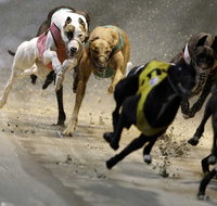 Twilight Greyhound Racing - Pubs Melbourne