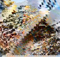 Lickits Frozen Custard Cafe and Dessert Bar - Pubs Melbourne