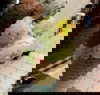 The Natural Waffle Ice Cream Parlour - Pubs Melbourne