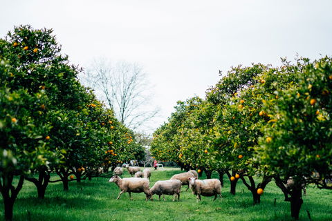 Cambray Cheese Farm Shop - Pubs Melbourne 0