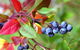 Drum Drum Blueberry Farm - thumb 1