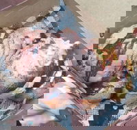 Tommy Sugo - Pubs Melbourne