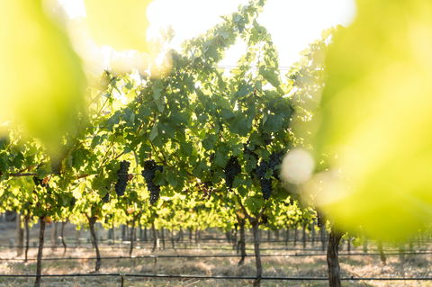 Sandalford Wines - Margaret River - Pubs Melbourne 2