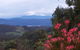 Hartzview Vineyard - thumb 1