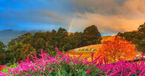 Hartzview Vineyard - Pubs Melbourne 2