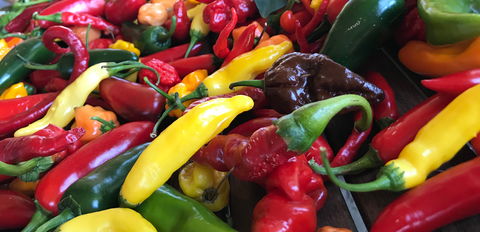 Hot Chilli Mama - Pubs Melbourne 2