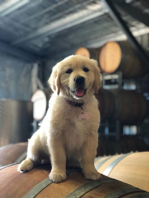 Macquariedale Organic Wines - Pubs Melbourne 1