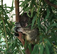 Wild Life Hamilton Island - Pubs Melbourne