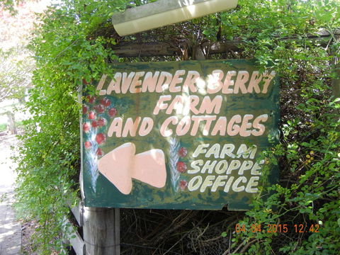 Lavender And Berry Farm Cafe - Pubs Melbourne 0