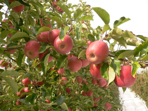 Staples Apples - Pubs Melbourne 0
