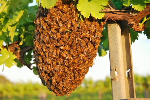 Whistling Kite Biodynamic Wines - Pubs Melbourne 0