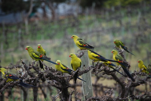 Whistling Kite Biodynamic Wines - Pubs Melbourne 2