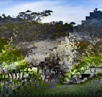 Mount Majura Vineyard - Pubs Melbourne